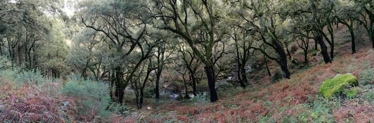 Casa Quercus Con Piscina Privada Διαμέρισμα Cortes de la Frontera Εξωτερικό φωτογραφία