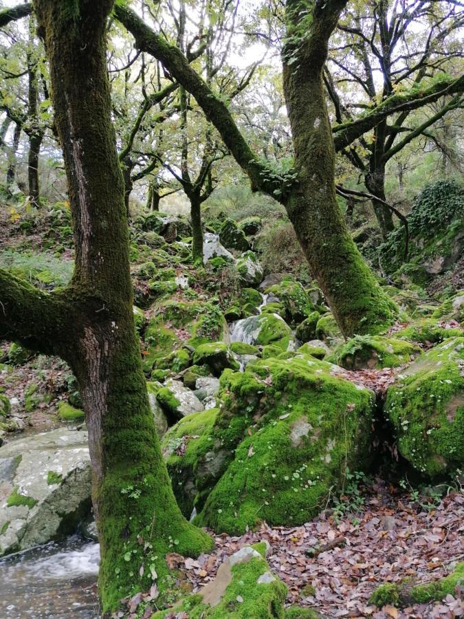 Casa Quercus Con Piscina Privada Διαμέρισμα Cortes de la Frontera Εξωτερικό φωτογραφία