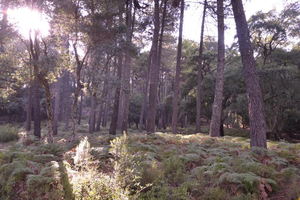 Casa Quercus Con Piscina Privada Διαμέρισμα Cortes de la Frontera Εξωτερικό φωτογραφία